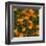 Marigolds-Moser Koloman-Framed Art Print