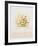 Marigolds-Mary Faulconer-Framed Limited Edition