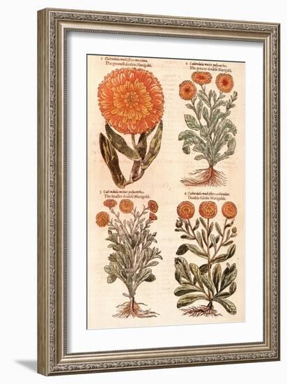 Marigolds.-John Gerard-Framed Premium Giclee Print