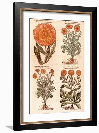 Marigolds.-John Gerard-Framed Premium Giclee Print