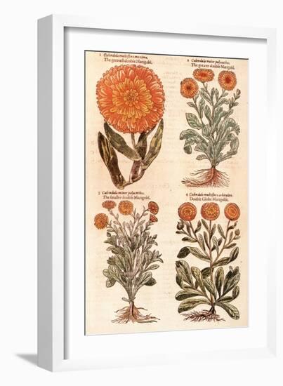 Marigolds.-John Gerard-Framed Premium Giclee Print