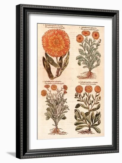 Marigolds.-John Gerard-Framed Premium Giclee Print