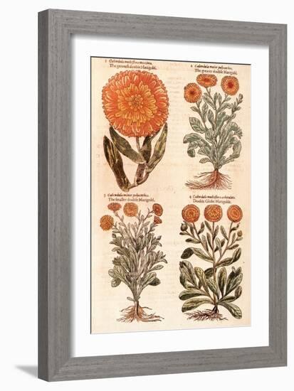 Marigolds.-John Gerard-Framed Giclee Print