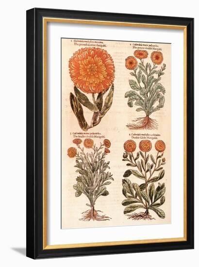 Marigolds.-John Gerard-Framed Giclee Print