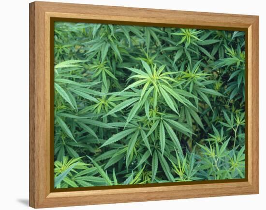 Marijuana Plants, Cannabis Sativa-Vaughan Fleming-Framed Premier Image Canvas