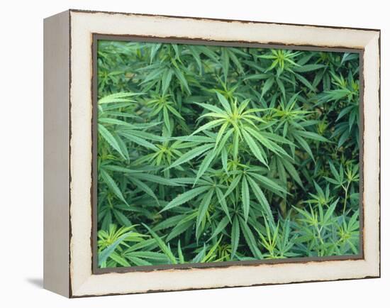 Marijuana Plants, Cannabis Sativa-Vaughan Fleming-Framed Premier Image Canvas