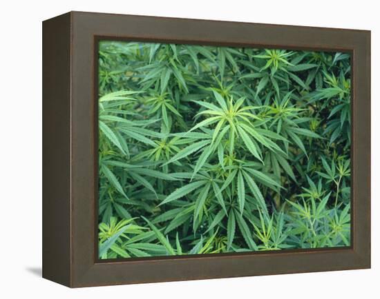 Marijuana Plants, Cannabis Sativa-Vaughan Fleming-Framed Premier Image Canvas