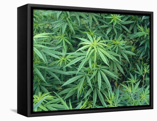 Marijuana Plants, Cannabis Sativa-Vaughan Fleming-Framed Premier Image Canvas