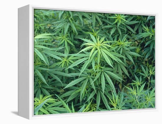 Marijuana Plants, Cannabis Sativa-Vaughan Fleming-Framed Premier Image Canvas