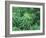 Marijuana Plants, Cannabis Sativa-Vaughan Fleming-Framed Photographic Print