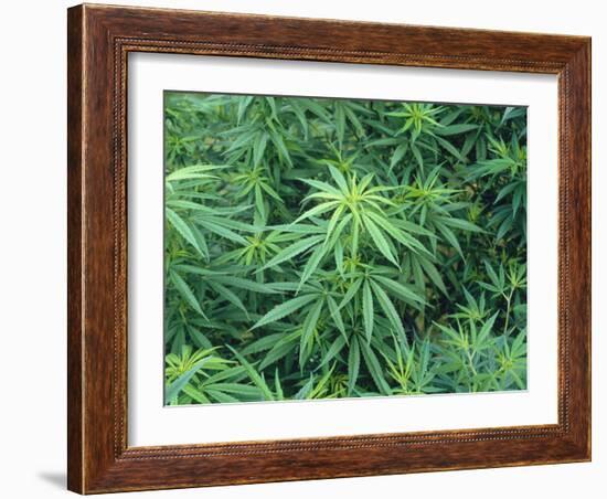 Marijuana Plants, Cannabis Sativa-Vaughan Fleming-Framed Photographic Print