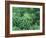 Marijuana Plants, Cannabis Sativa-Vaughan Fleming-Framed Photographic Print