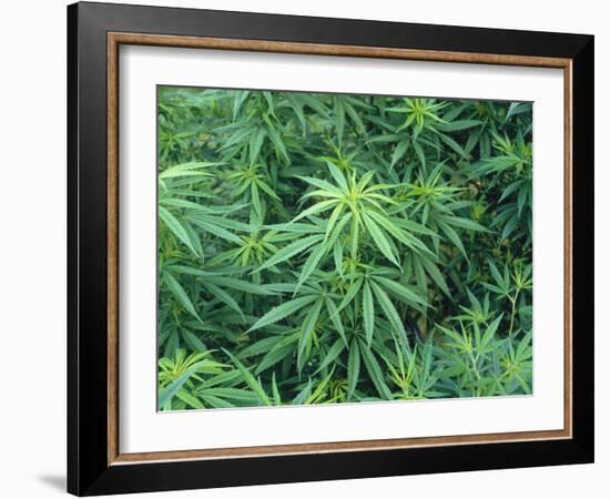 Marijuana Plants, Cannabis Sativa-Vaughan Fleming-Framed Photographic Print