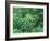 Marijuana Plants, Cannabis Sativa-Vaughan Fleming-Framed Photographic Print