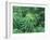 Marijuana Plants, Cannabis Sativa-Vaughan Fleming-Framed Photographic Print