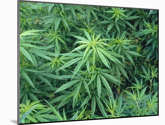 Marijuana Plants, Cannabis Sativa-Vaughan Fleming-Mounted Photographic Print