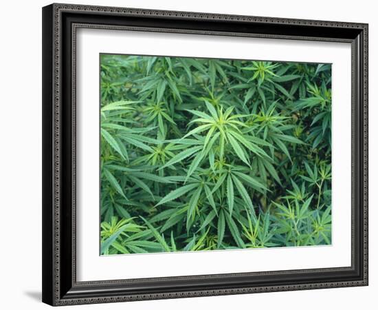 Marijuana Plants, Cannabis Sativa-Vaughan Fleming-Framed Photographic Print