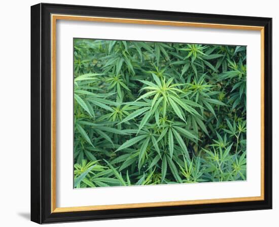 Marijuana Plants, Cannabis Sativa-Vaughan Fleming-Framed Photographic Print