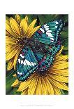Yellow Swallowtail-Marilyn Barkhouse-Framed Art Print