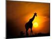 Photographic Print
