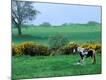 Premium Photographic Print