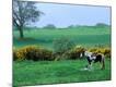 Photographic Print