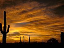 Saguaro Cactus at Sunset, Sonoran Desert, Arizona, USA-Marilyn Parver-Premium Photographic Print