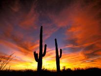 Saguaro Cactus at Sunset, Sonoran Desert, Arizona, USA-Marilyn Parver-Photographic Print