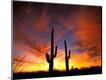 Photographic Print