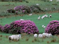 Spring Countryside with Sheep, County Cork, Ireland-Marilyn Parver-Photographic Print