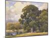 Marin Oaks-Percy Gray-Mounted Art Print