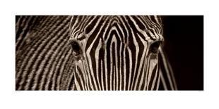 Zebra Grevy-Marina Cano-Framed Art Print