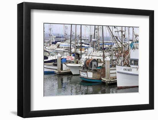 Marina in Pillar Point Harbor, Half Moon Bay, California, United States of America, North America-Richard Cummins-Framed Photographic Print