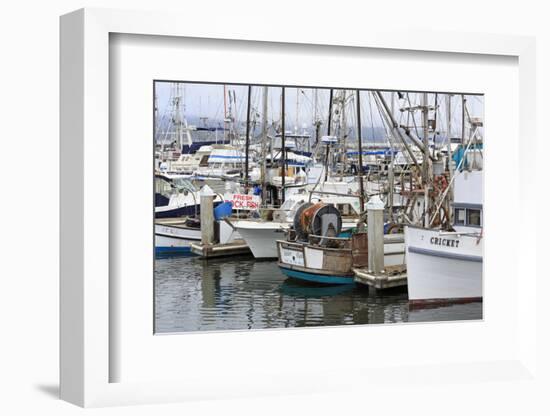 Marina in Pillar Point Harbor, Half Moon Bay, California, United States of America, North America-Richard Cummins-Framed Photographic Print