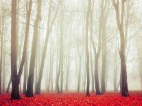 Autumn Landscape with Tall Bare Trees and Red Dry Fallen Leaves Covering the Ground-Marina Zezelina-Photographic Print