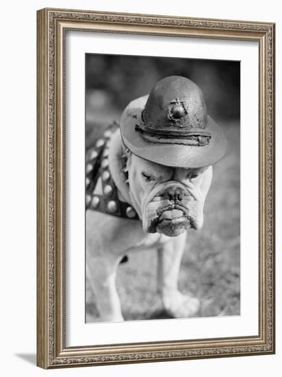 Marine Corps Mascot Looks Like the Average Drill Instructor-null-Framed Art Print