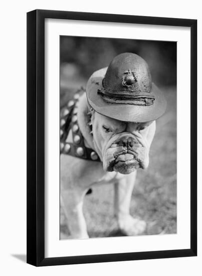 Marine Corps Mascot Looks Like the Average Drill Instructor-null-Framed Art Print