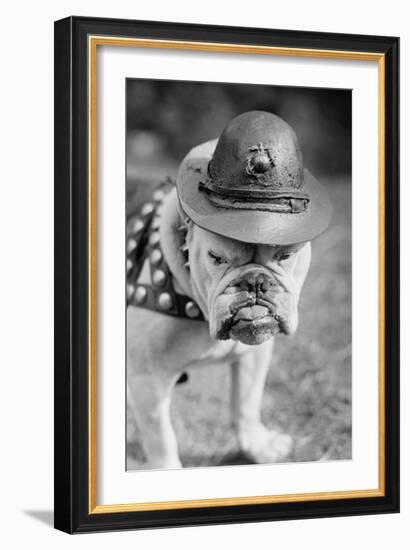 Marine Corps Mascot Looks Like the Average Drill Instructor-null-Framed Art Print