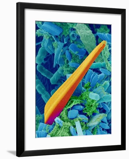 Marine Diatom Alga, SEM-Susumu Nishinaga-Framed Photographic Print