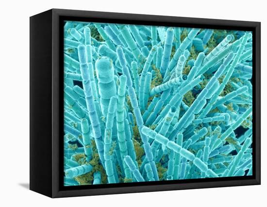 Marine Diatom-Micro Discovery-Framed Premier Image Canvas