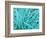 Marine Diatom-Micro Discovery-Framed Photographic Print