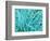 Marine Diatom-Micro Discovery-Framed Photographic Print