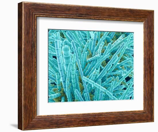 Marine Diatom-Micro Discovery-Framed Photographic Print