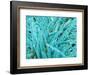 Marine Diatom-Micro Discovery-Framed Photographic Print