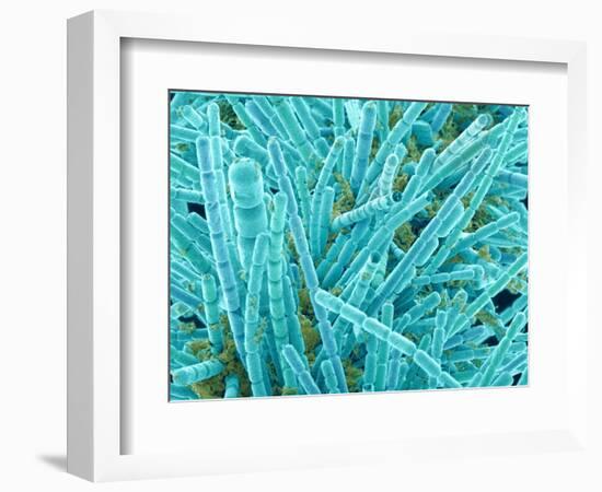 Marine Diatom-Micro Discovery-Framed Photographic Print