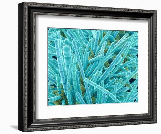 Marine Diatom-Micro Discovery-Framed Photographic Print