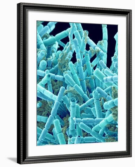 Marine Diatom-Micro Discovery-Framed Photographic Print