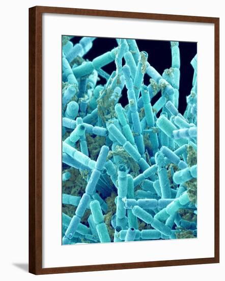 Marine Diatom-Micro Discovery-Framed Photographic Print