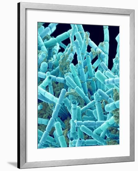 Marine Diatom-Micro Discovery-Framed Photographic Print