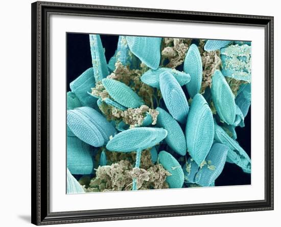 Marine Diatom-Micro Discovery-Framed Photographic Print